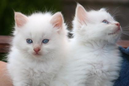 RAGDOLL ZÜCHTER IN SPANIEN. LECHATTERAGDOLL