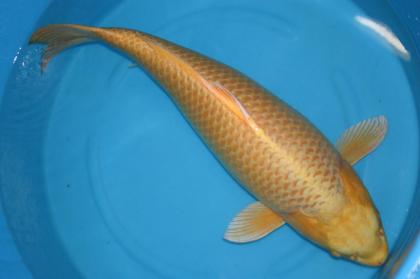 Suche Koi ab 80cm - Showa / Asagi / Shiro Utsuri / Hi Utsuri und andere...