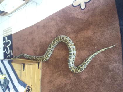 2 Tigerpython zu Verkaufen