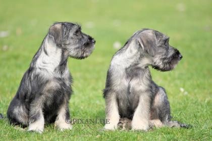 MITTEL Schnauzer Pfeffer-Salz WELPEN  - kleine Hobbyzucht