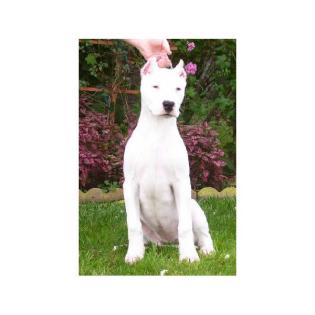 Dogo Argentino Hündin ab zu geben