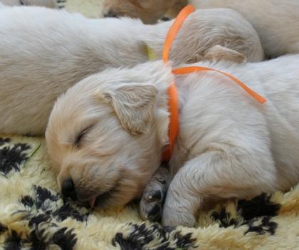 Golden retriever wurfplanung