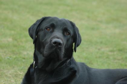 Labrador Deckrüde (Kein Verkauf)