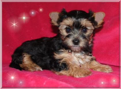 Kleine black and tan Yorkshire Terrier Hündin 4 Monate 