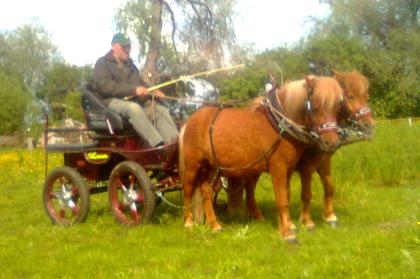 Typvolles Shetlandpony Passgespann