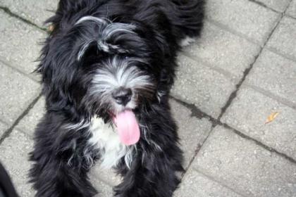Tibet Terrier Welpen (geb. am 24.03-0.7978) 1 Rüden und 1 Hündinnen 