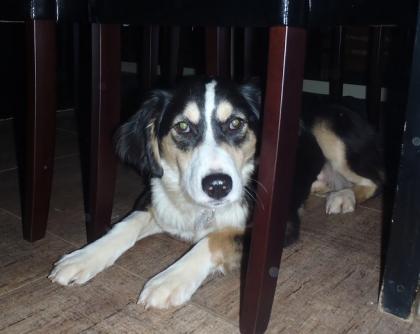 Militsa   Collie Mix-Hündin möchte nur nach vorne blicken