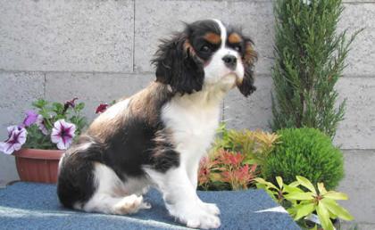 Cavalier King Charles spaniel  welpen abzugeben