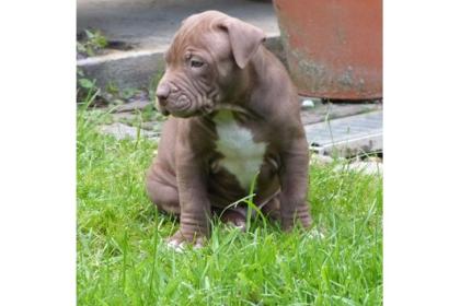 American Pit Bull terrier 