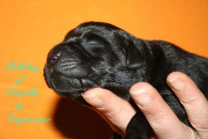 Labrador Welpen vom Züchter suchen ihre Familien