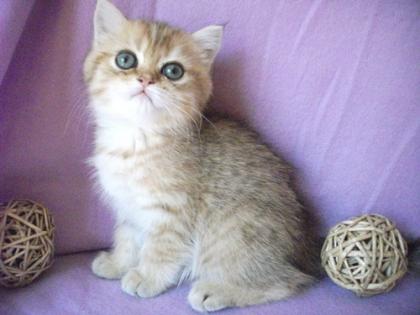 Exotic Shorthair Kater 1 golden tabby 1 golden shell wunderschön lieb m Stammbau