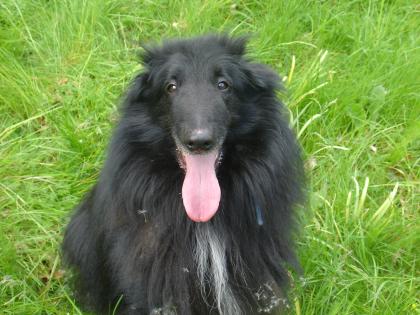 Schäferhund, Belgischer (Groenendael)