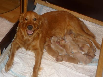 Wunderschöne Golden Retriever Welpen werden erwartet