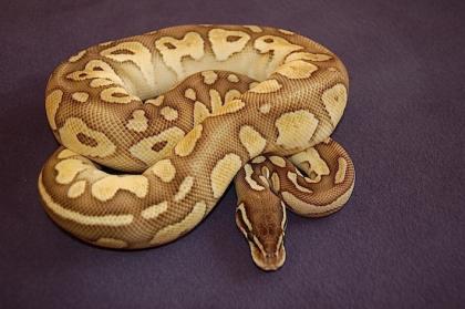 Python regiuzs adultes Spider Zuchtweibchen und Butterpastel Weibchen 500 Gramm