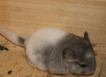 Chinchilla Jungtiere suchen DICH !!!