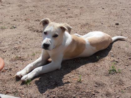 Lieber Huskymischling, 1 Jahr