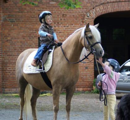 Welsh Pony - wallach, Stute. 