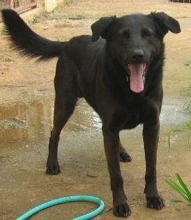 Black Nemo - ein griechischer Labrador  Mix erzählt von seinem Leben