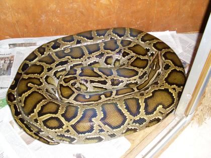 4m Tigerpython weibchen Nz07