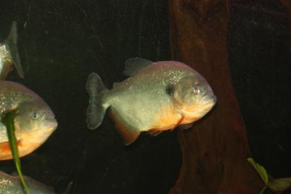 Cariba Piranhas abzugeben 