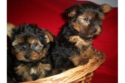  Yorkshire Terrier  9 Wochen 250,- Euro mit Ahnentafel, geimpft und mehrfach ent