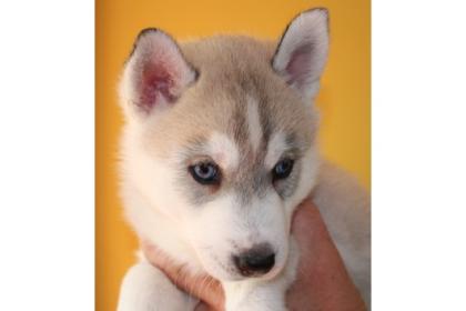 2 süße Siberian Husky Welpen der Suche nach einem anderen Zuhause!