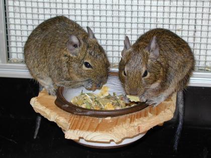 2 Degus in gute Hände abzugeben!