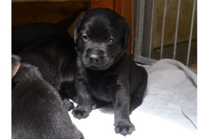 Süße Wunderschöne Labrador Welpen suchen ein neues Zuhause !!