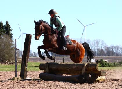 Sportliche Hanoveraner Stute sucht neues Zuhause 