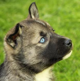 Reinrassige Siberian Husky Welpen mit VDH/FCI-Papieren