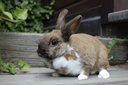 2 Kaninchen (auch getrennt) zu verschenken