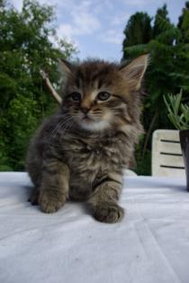 Maine Coon-Kitten