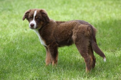    Mini Australian Shepherd Rüde  Gino  sucht wieder nach einer Familie!   