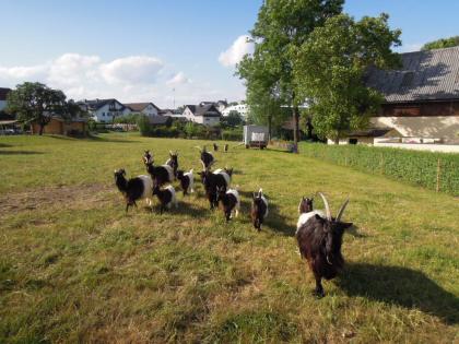 Waliser Schwarzhalsziegen zu verkaufen