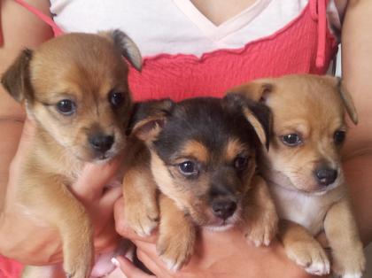 3 süße Yorkshiere Terriere/Jack Russel Mischlings welpen zu verkaufen! ♥