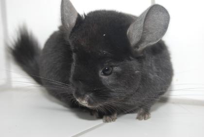 Ebony Extra Dunkel Chinchilla