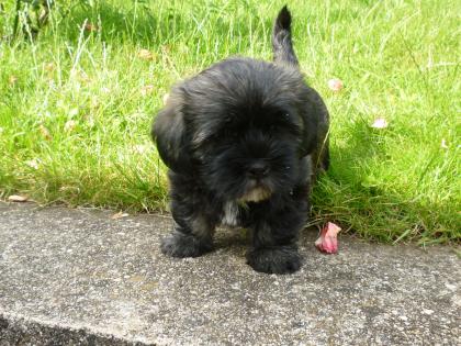 Süße Hundebabys zu verkaufen!