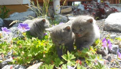 Kartäuser (Chartreux) Kitten mit Papieren