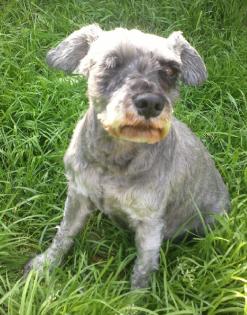 Curro - einäugiger Zwergschnauzer  Mix sucht Altersruheplatz