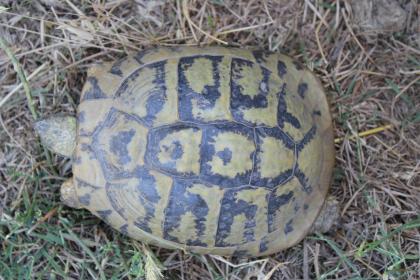 Griechische Landschildkröte WEIBCHEN adult