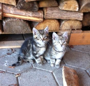 Katzenkinder suchen neues zu Hause