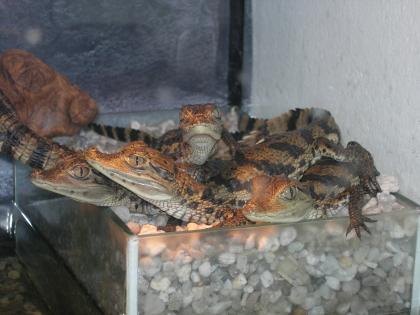 Brillenkaimane (Crocodilus Crocodilus)