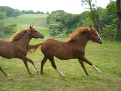 Schicke Quarter Horse Jährlingsstute