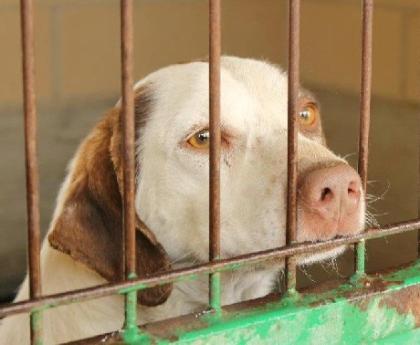 Cuco - Hundeaugen lüge nicht! So viel Sehnsucht liegt in seinem Blick!