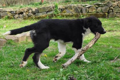 Noch ein Welpe Border Collie mit PP - ein Rüde