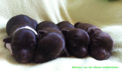 Wunderschöne schoko Bolonka Babys abzugeben.