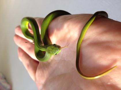 Grüne Strauchnatter /Smaragdnatter / Gonyosoma Prasinum