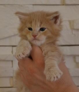 Wunderschöne kuschelige Maine Coon Kitten suchen ein Zuhause