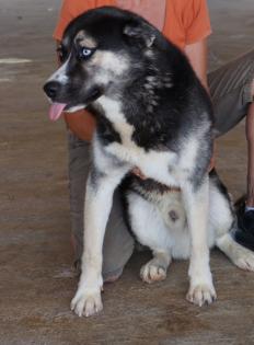 Boomer - lieber, aktiver Husky-Mischlingsrüde sucht neues Zuhause!