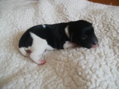 Jack Russel Welpen